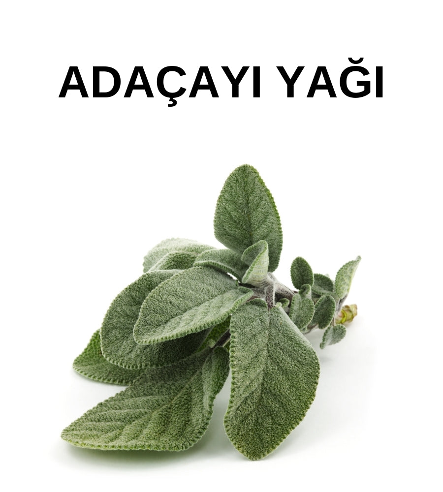Adaçayı Yağı | Acı Elma Yağı - Sage Oil – Salvia Officinalis - Distile Uçucu Toptan Yağ