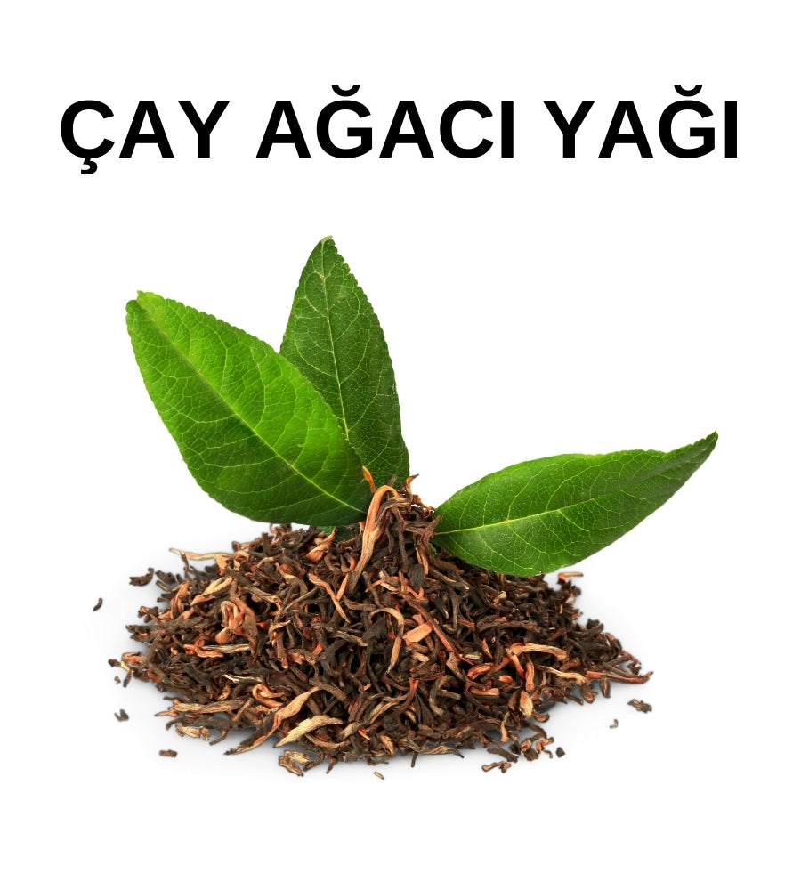 Çay Ağacı Yağı | Tea Tree Oil - Melaleuca Alternifolia Leaf - Distile Uçucu Toptan Yağ