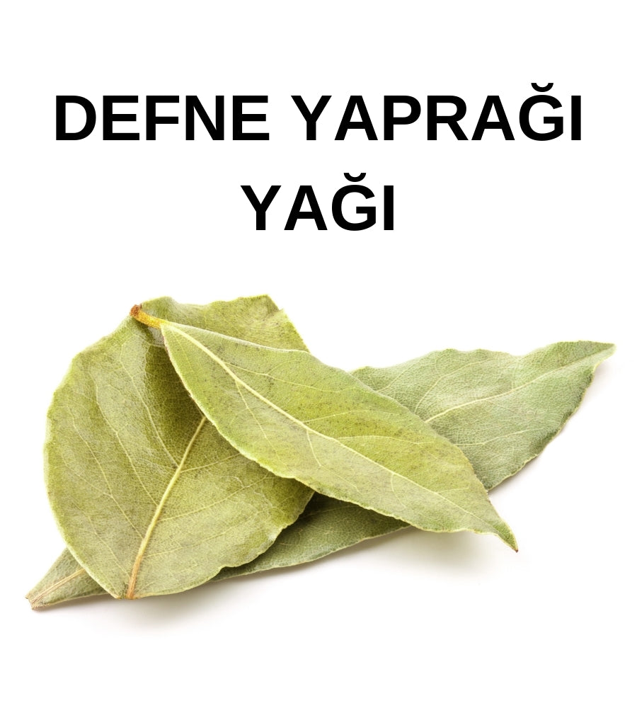 Defne Yaprağı Yağı | Laurel Oil – Laurus Nobilis Leaf Oil - Distile Uçucu Toptan Yağ
