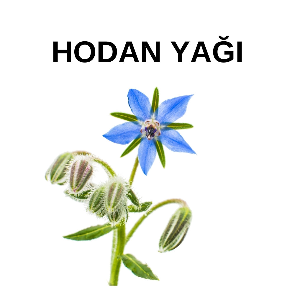 Hodan Yağı | Borage Oil - Borago Officinalis Seed Oil - Soğuk Sıkım Toptan Yağ
