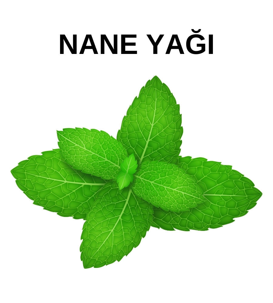 Nane Yağı | Mint Oil – Mentha Spicata - Doğal Saf Uçucu Yağ - Pure Natural Essential Oil - Distile Uçucu Toptan Yağ