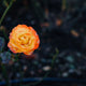 COSMÉTIQUES PARFUMÉS À LA ROSE