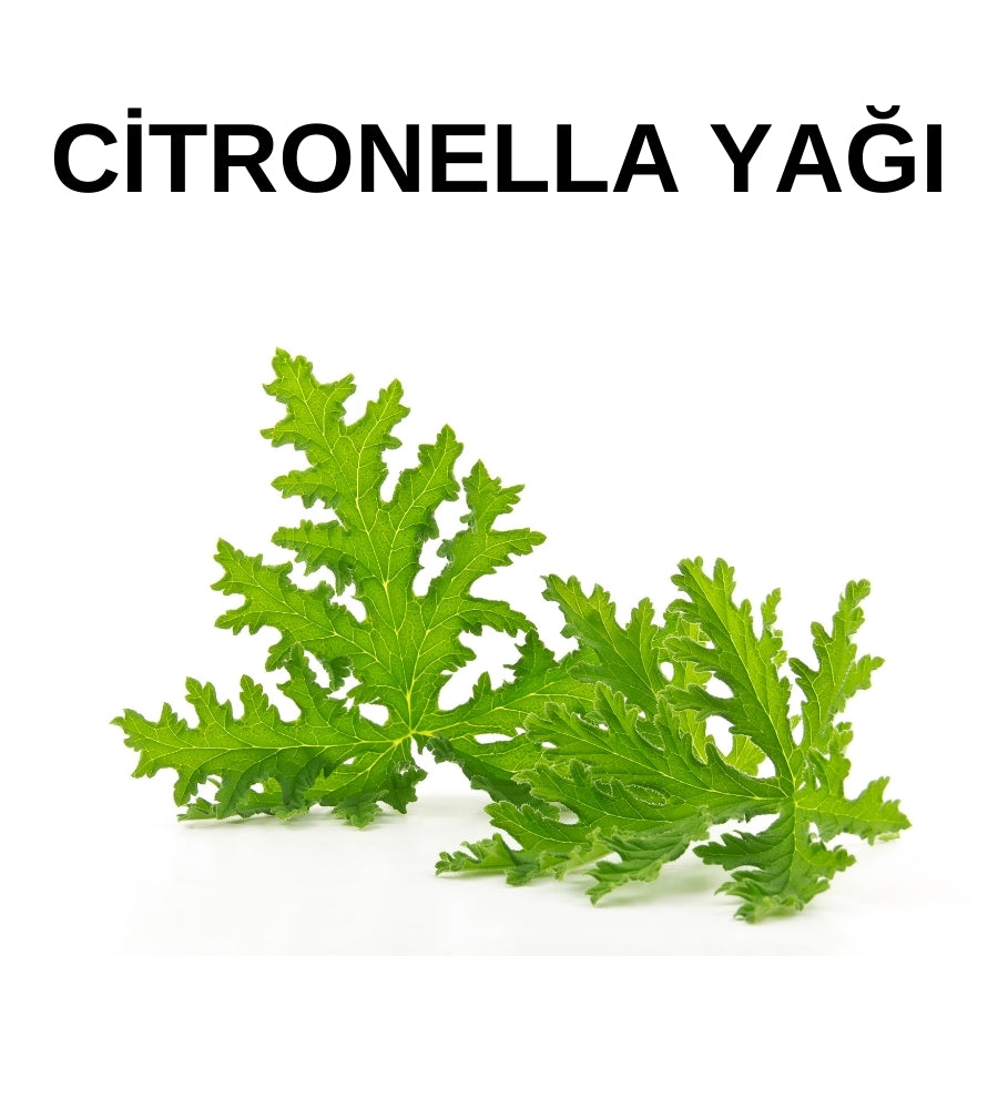 Citronella Yağı | Citronella Oil – Cymbopogon Winterianus Herb Oil - Distile Uçucu Toptan Yağ