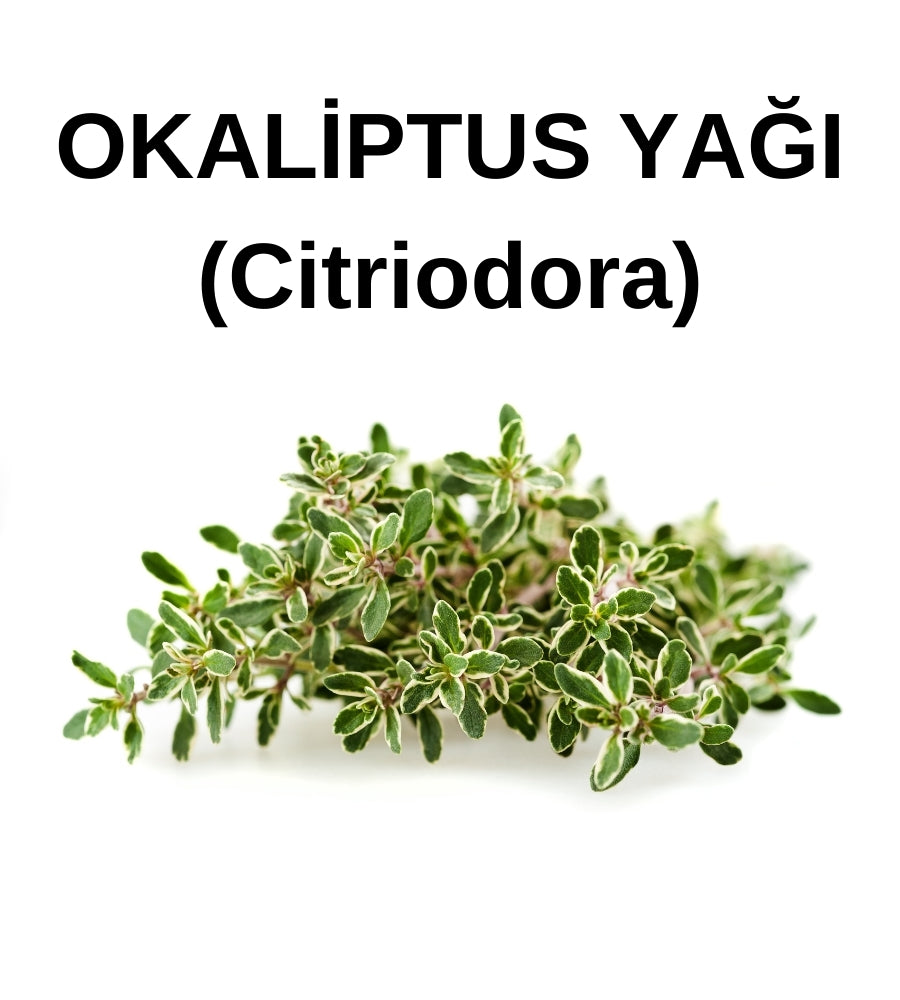 Okaliptus Yağı | Citriodora Eucalyptus Citriodora -  Distile Uçucu Toptan Yağ