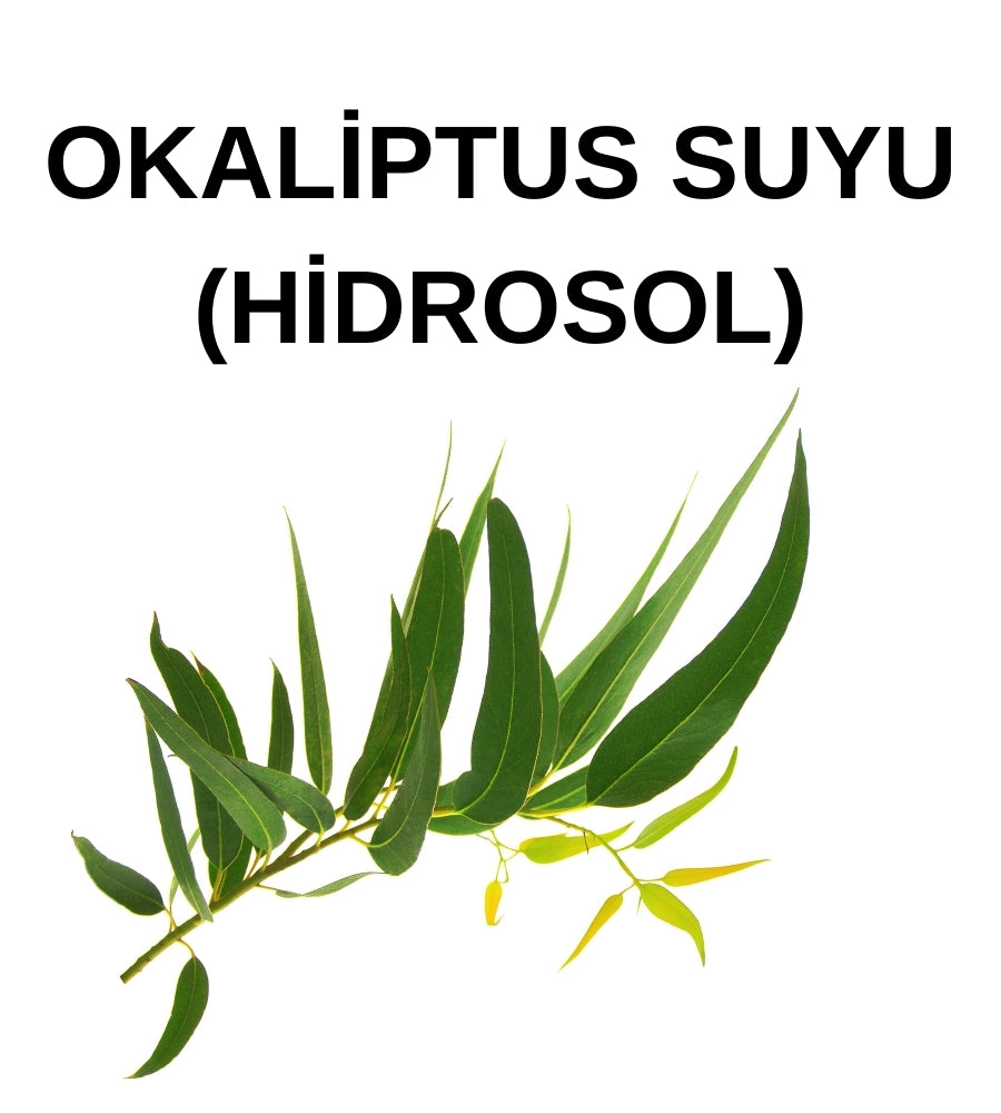 Okaliptus Hidrosolü- Eucalyptus Hydrosol – Eucalyptus Globulus