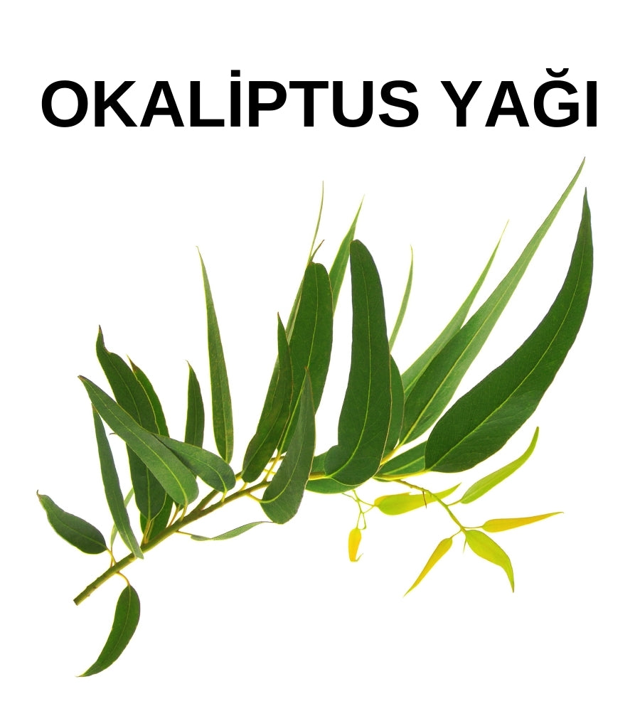 Okaliptus Yağı | Eucalyptus Oil - Melaleuca Viridiflora Leaf Oil - Distile Uçucu Toptan Yağ