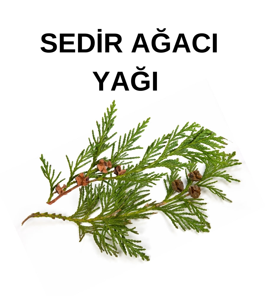 Sedir Ağacı Yağı | Cedar Wood Oil - Cedrus Atlantica Bark Oil - Distile Uçucu Toptan Yağ