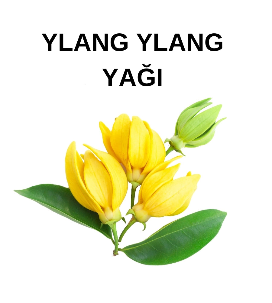 Ylang Ylang Yağı | Ylang Ylang Oil - Cananga Odorata Flower Oil - Distile Uçucu Toptan Yağ