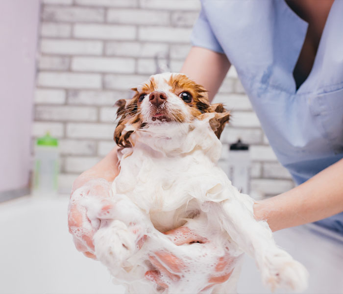 dog shampoo