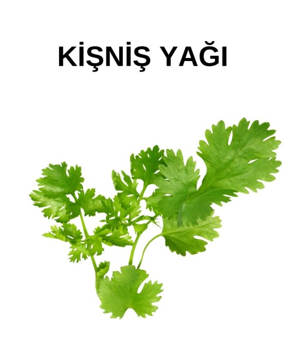 KİŞNİŞ YAĞI