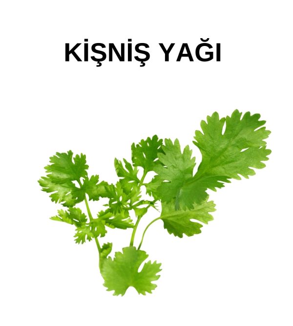 KİŞNİŞ YAĞI