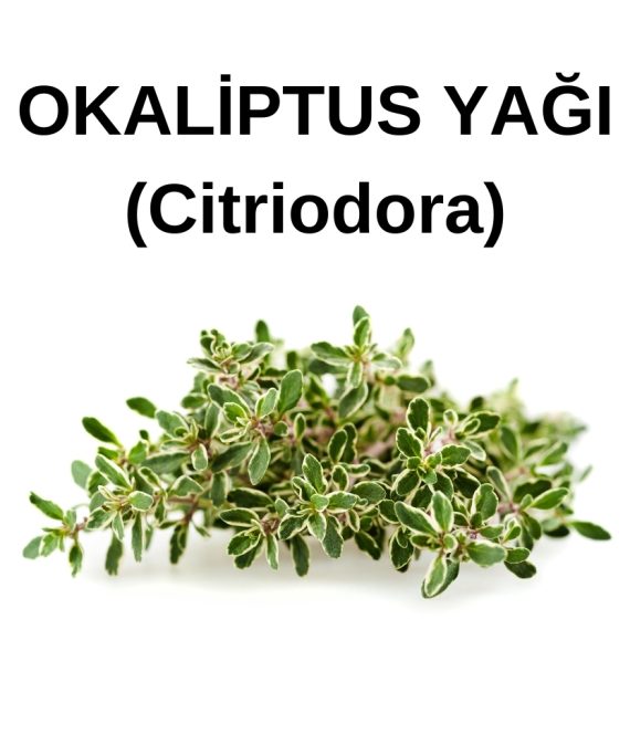 OKALİPTUS SUYU citriodora (1)