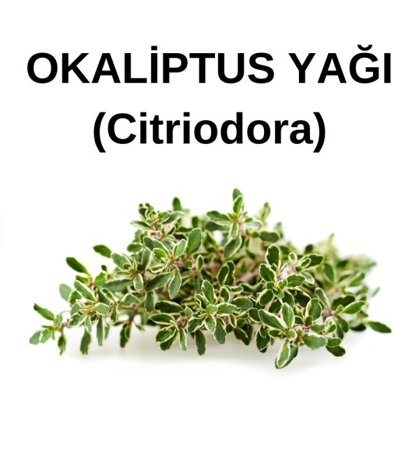 OKALİPTUS SUYU citriodora (1)