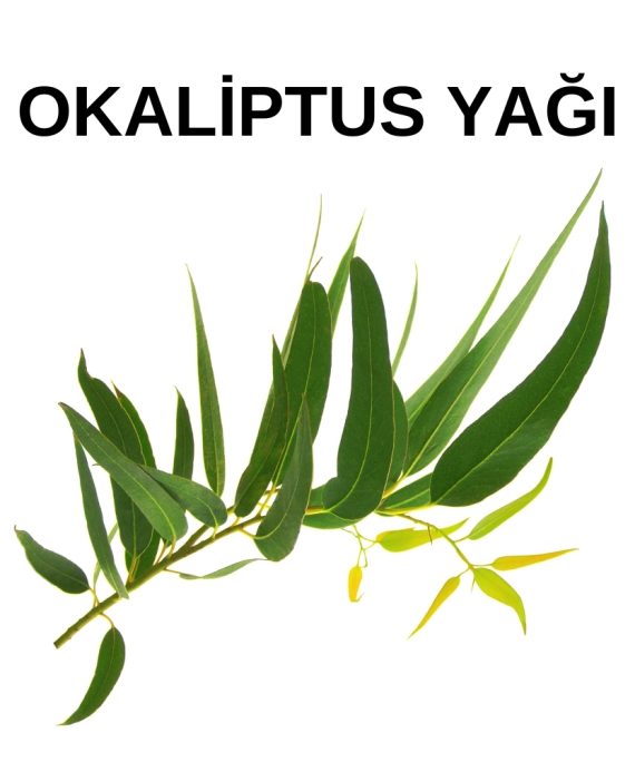 OKALİPTUS YAĞI (2)