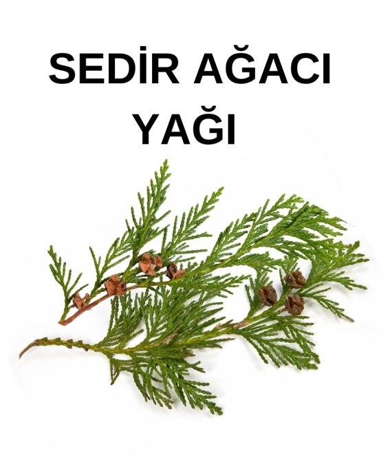 SEDİR YAĞI (2)